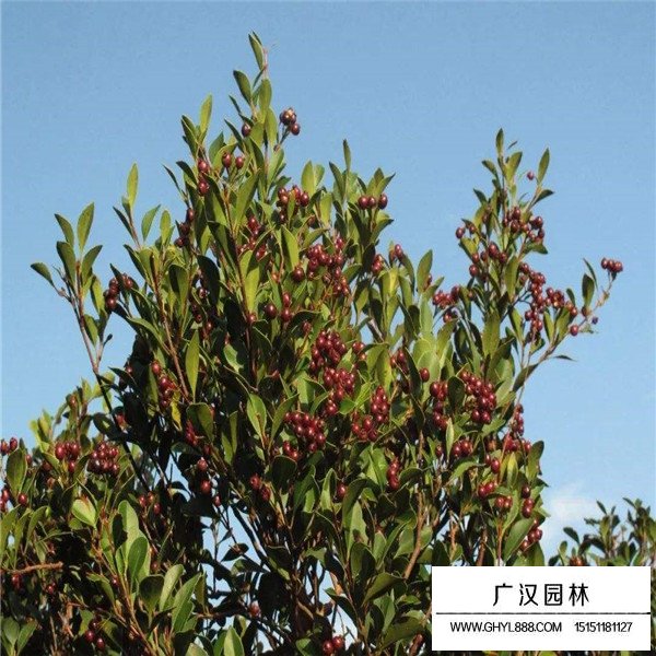 赤楠種子價格貴嗎(圖1)