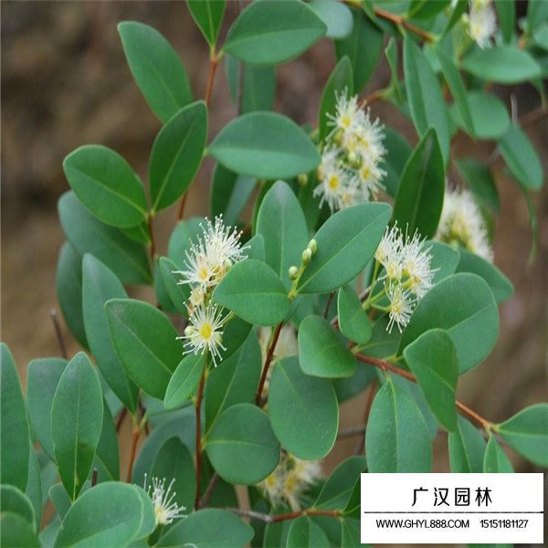 赤楠種子價格貴嗎(圖2)