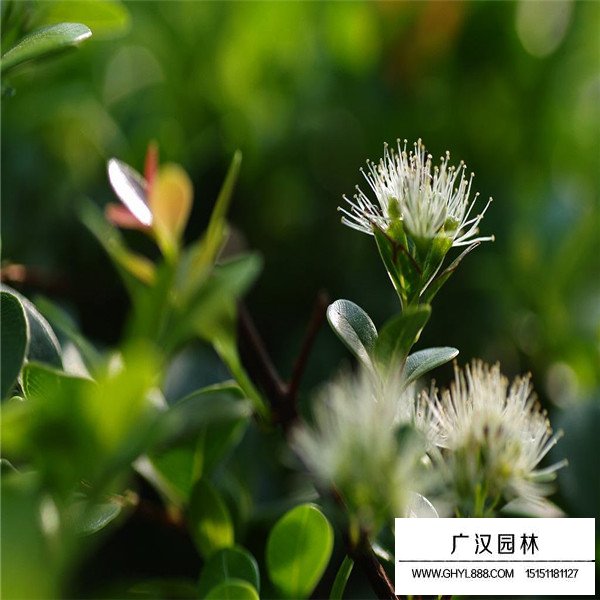 赤楠種子價格貴嗎(圖3)