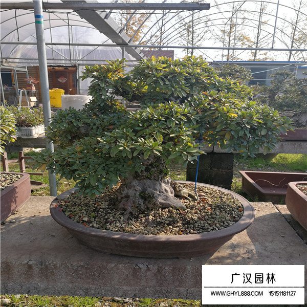 好月杜鵑種子的價格是多少(圖1)