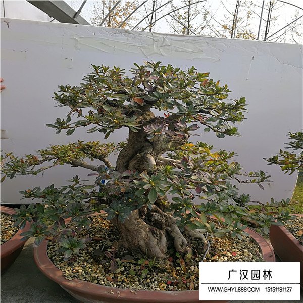 好月杜鵑種子多少錢一斤(圖3)