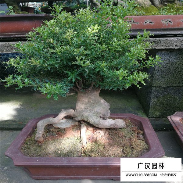 有刺枸骨盆景的注意事項(圖1)