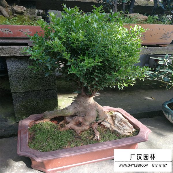 有刺枸骨盆景的注意事項(圖2)