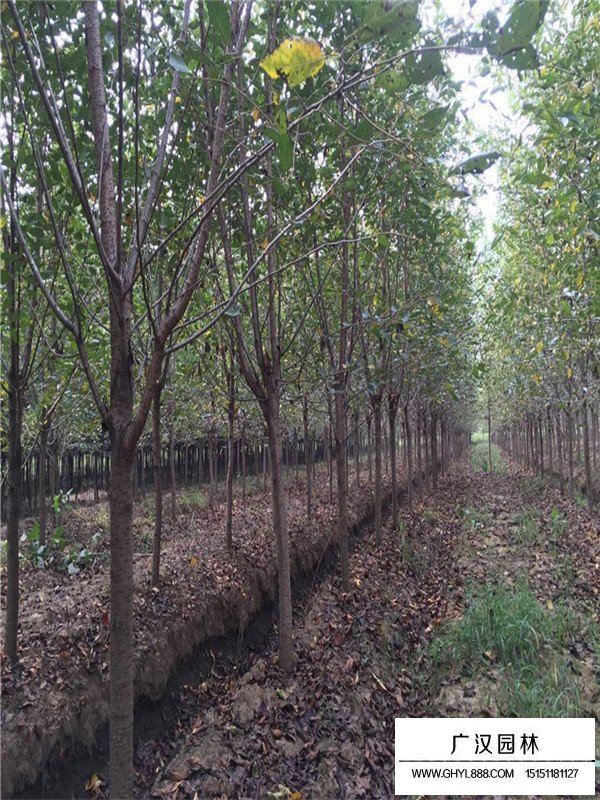 櫻花樹管理及種植方法(圖3)