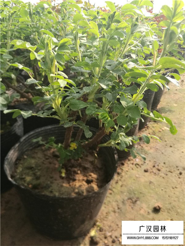 沭陽月季花基地(圖4)