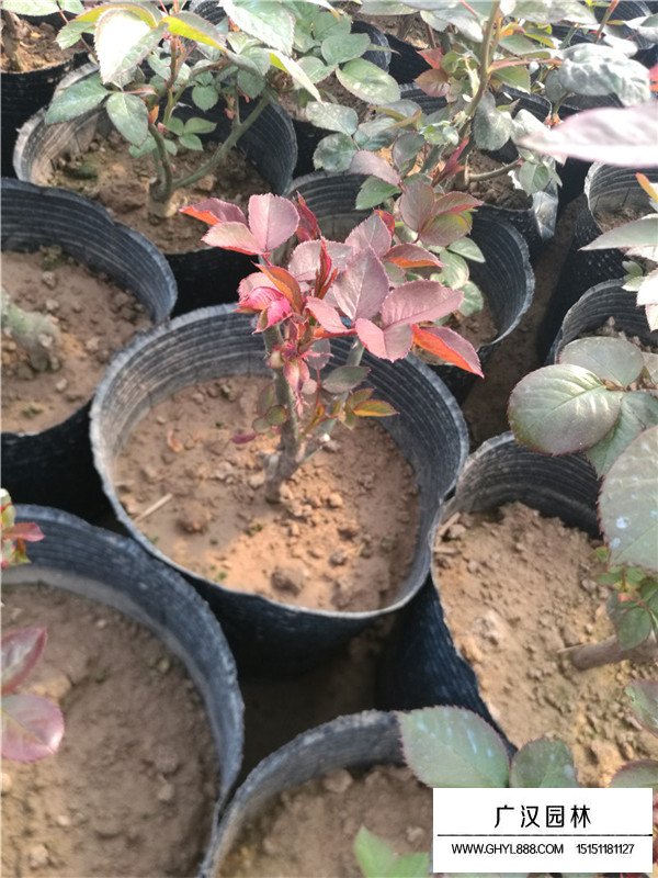 廣漢園林月季種植基地(圖2)