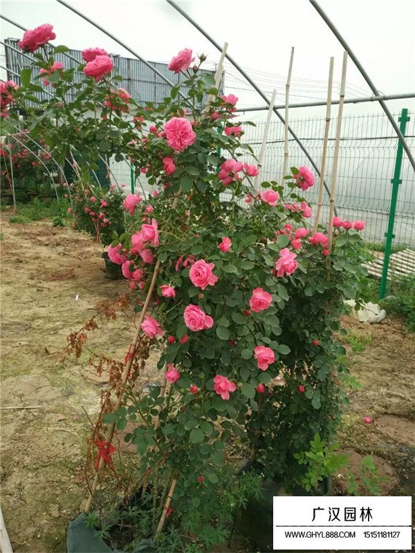 廣漢園林月季種植基地(圖3)