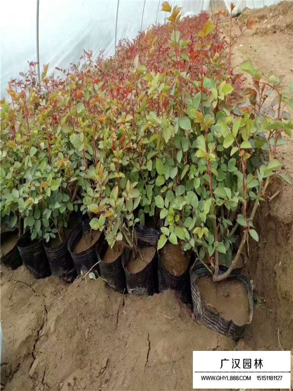 廣漢園林月季種植基地(圖4)