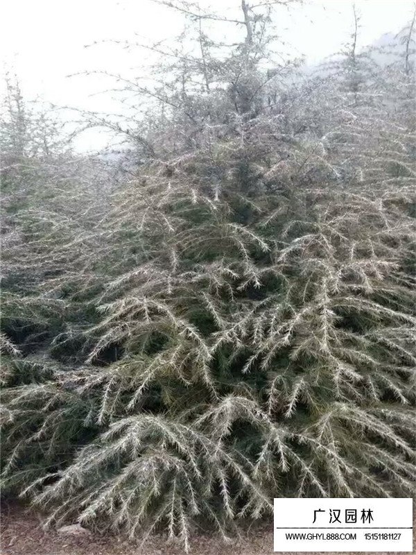 雪松種植方法及管理(圖1)