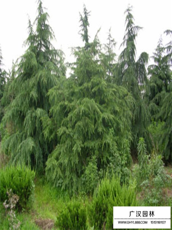 雪松種植方法及管理(圖3)