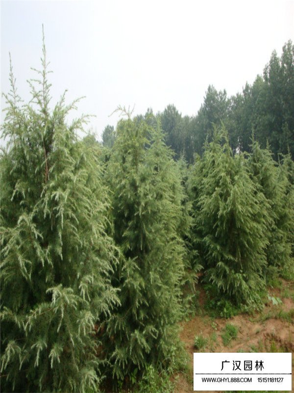 雪松種植方法及管理(圖4)