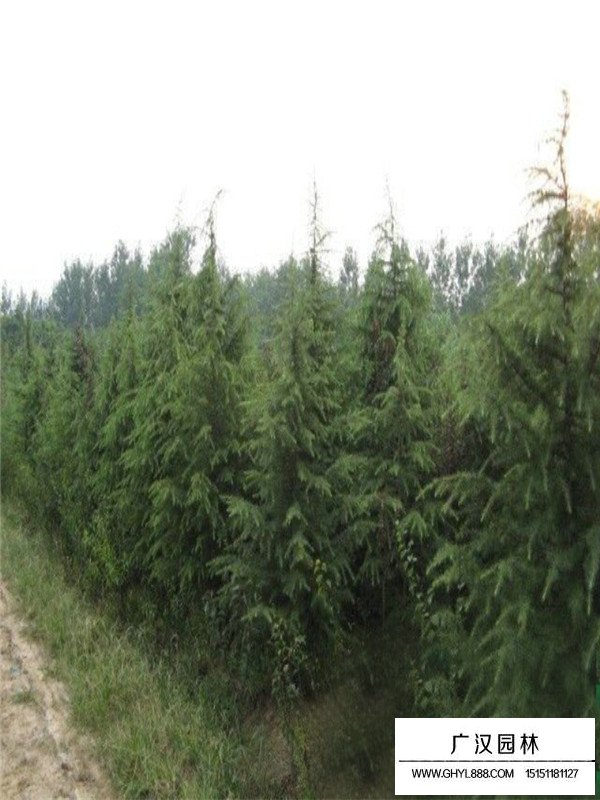雪松的繁衍方法(圖1)