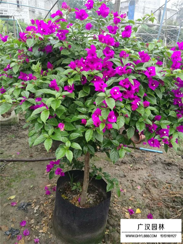 如何區別梅花和桃花(圖1)