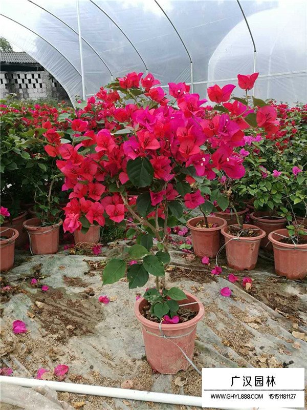 如何區別梅花和桃花(圖2)