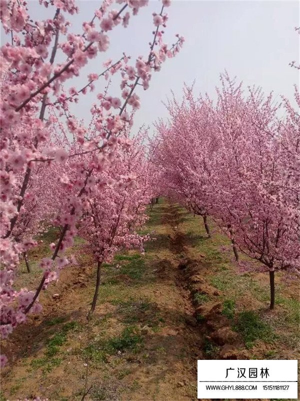 如何區別梅花和桃花(圖3)