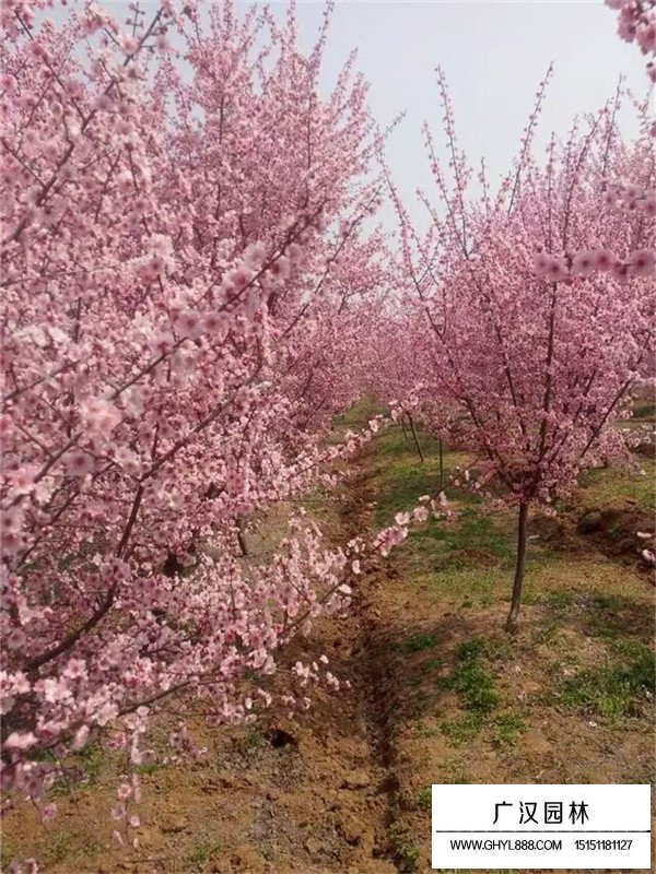 如何區別梅花和桃花(圖4)