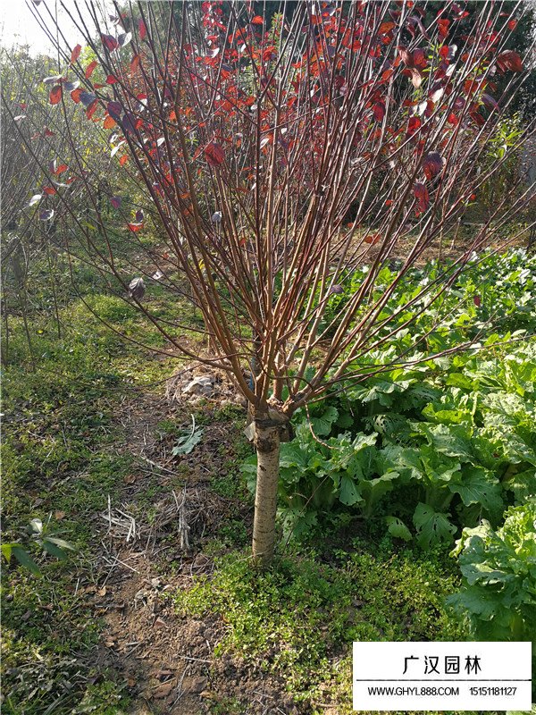 怎么樣區別梅花和桃花(圖6)