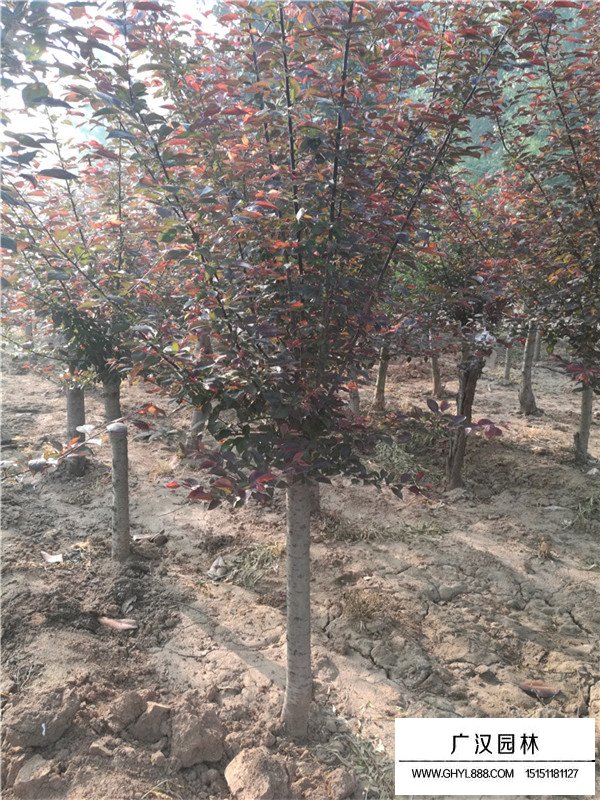 怎么樣區別梅花和桃花(圖7)