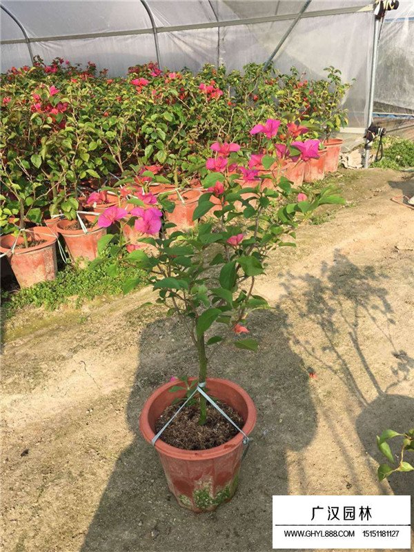 梅花的田間種植方法(圖1)