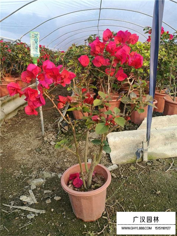 梅花的田間種植方法(圖3)