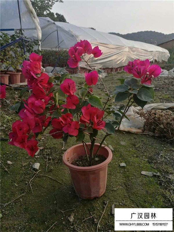 梅花的田間種植方法(圖4)