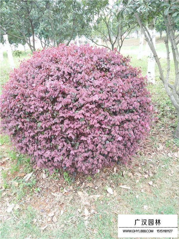 紅花繼木的種子怎樣種植(圖2)