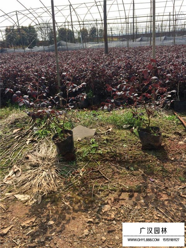 紅花繼木的種子怎樣種植(圖3)