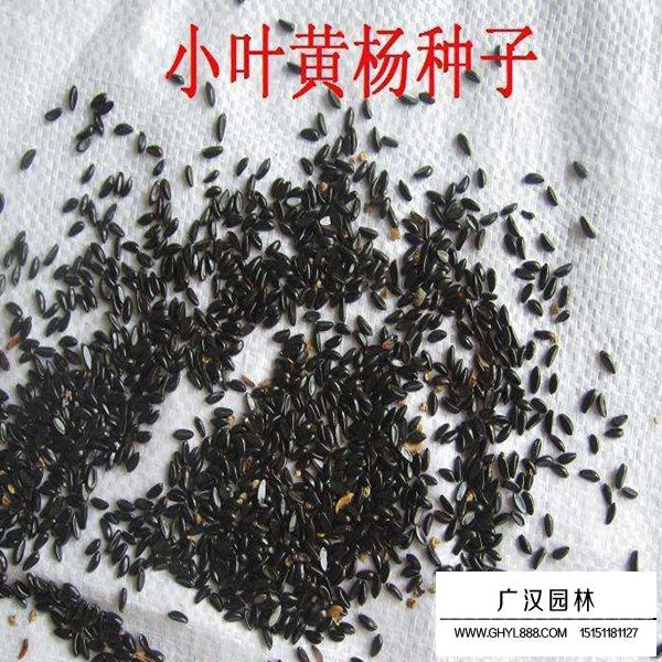 黃楊種子的價格是多少(圖1)