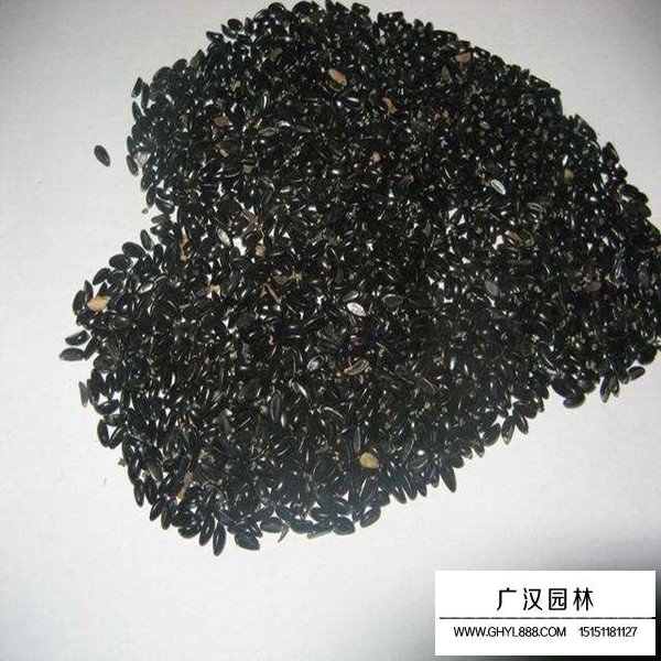 黃楊種子的價格是多少(圖2)