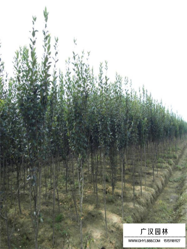 西府海棠的種植方法(圖4)