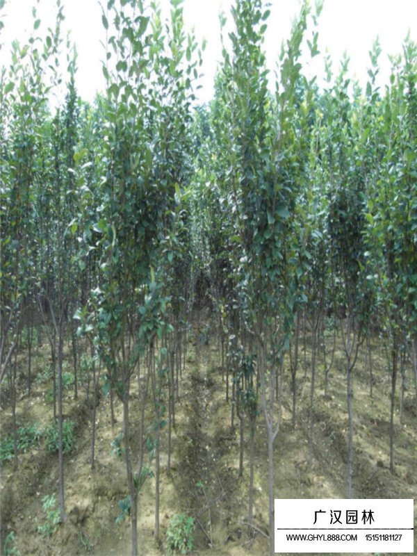 西府海棠種植方法(圖4)