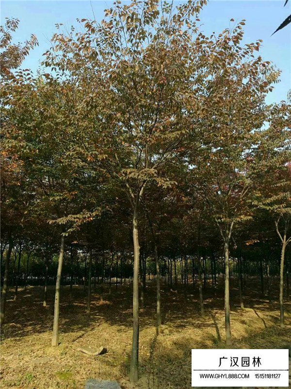 紅櫸和白櫸的區別(圖2)