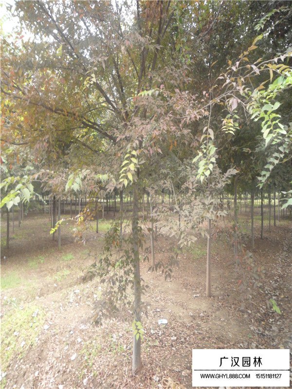 紅櫸種植方法(圖3)