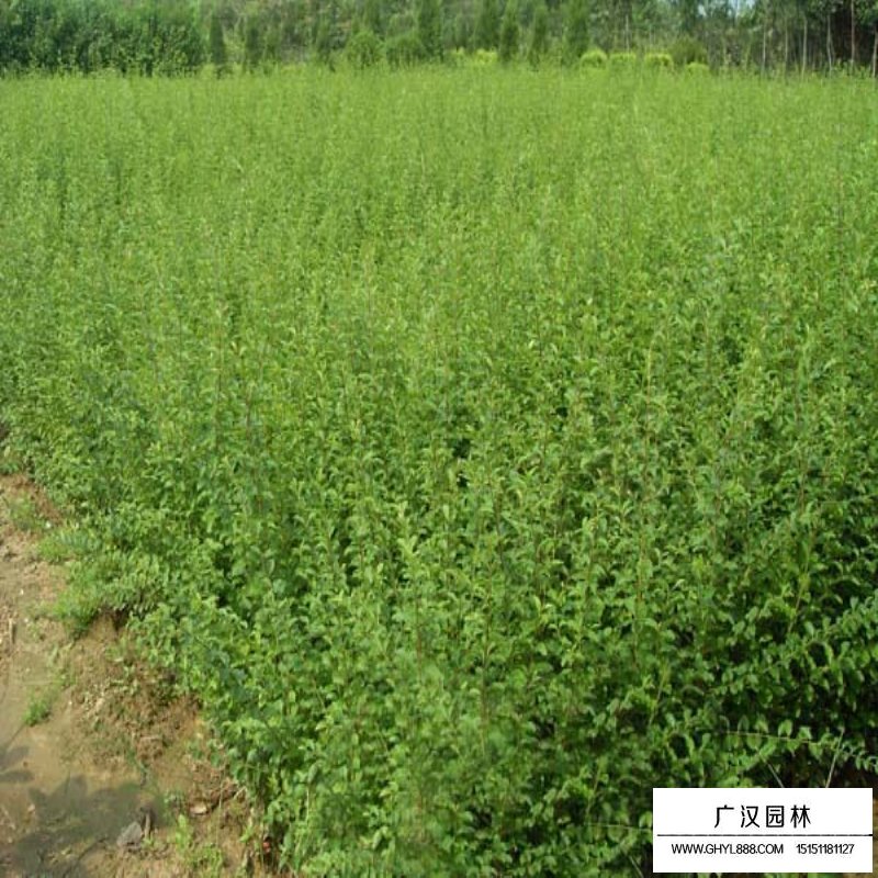 水臘的種植管理(圖4)