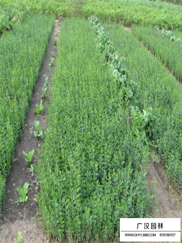 水臘小苗種植基地(圖2)
