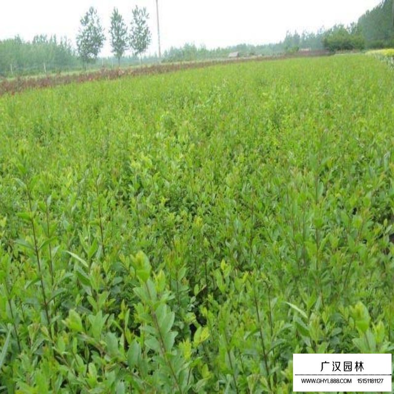 水臘和小葉女貞的區別(圖3)