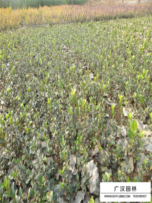 扶芳藤基地(圖2)