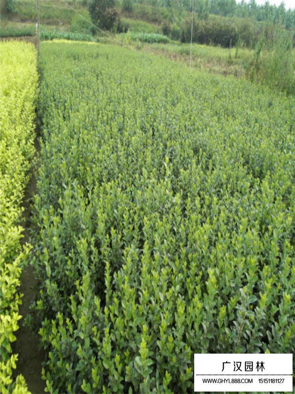 扶芳藤的基地(圖4)