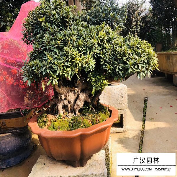 茶梅養殖技巧(圖1)