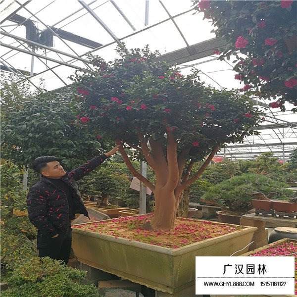 茶梅養殖技巧(圖2)