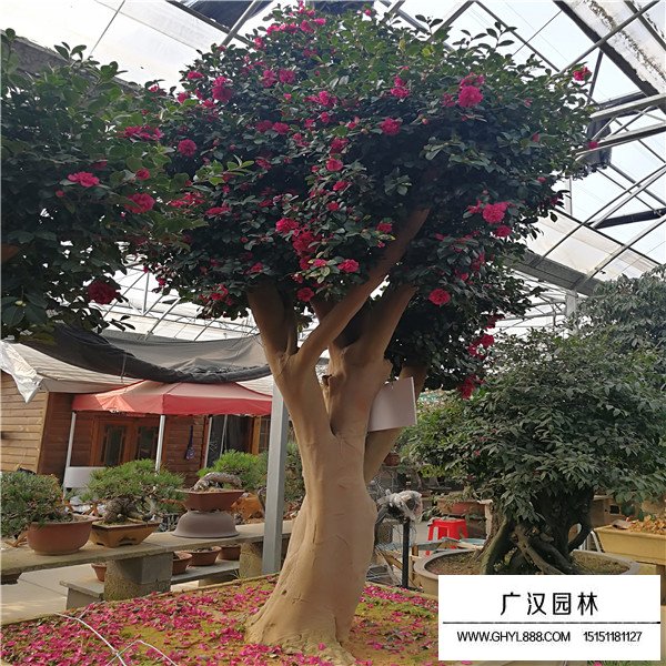 茶梅養殖技巧(圖3)