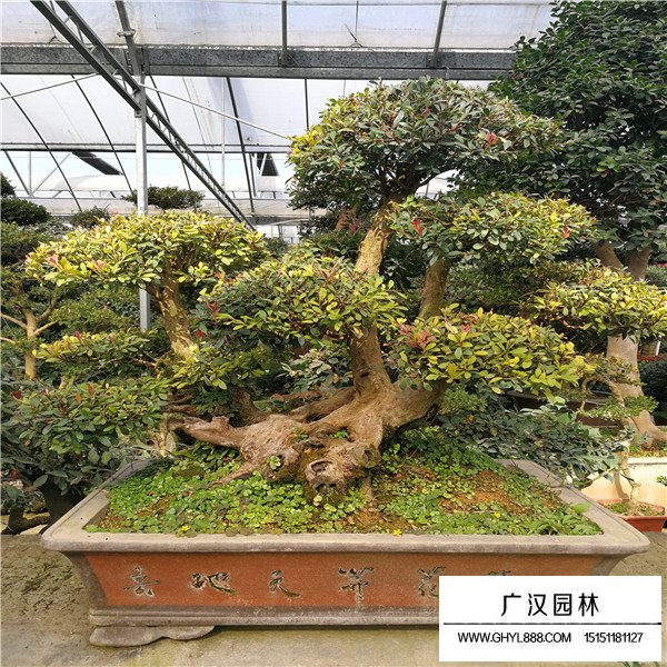 赤楠寓意(圖1)