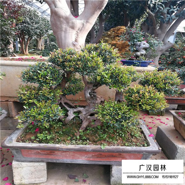 赤楠寓意(圖2)