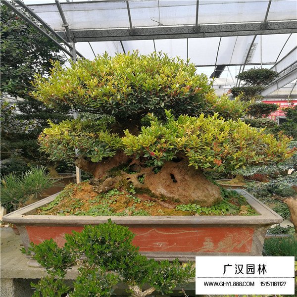 赤楠寓意(圖3)
