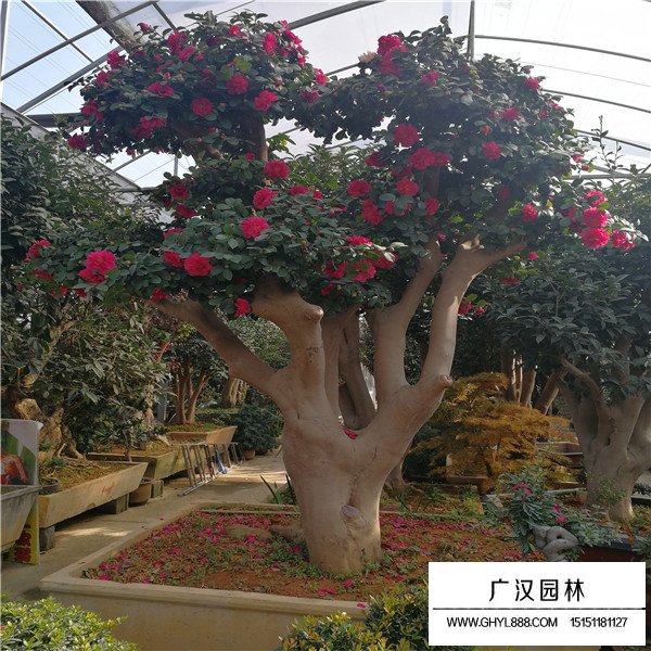 怎樣制作茶梅樁盆景(圖1)