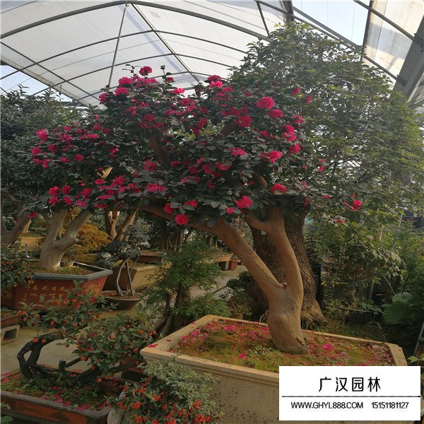 怎樣制作茶梅樁盆景(圖2)