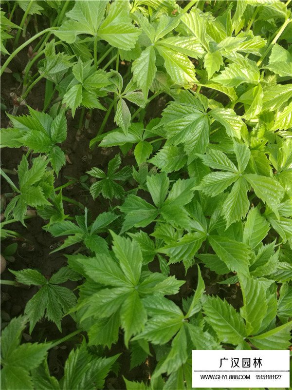 爬山虎的相關信息(圖3)