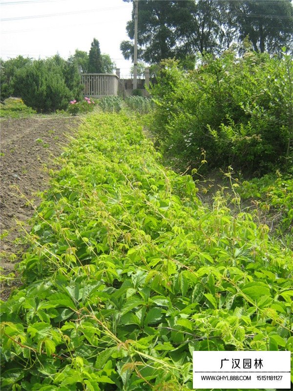 爬山虎的田間種植方法(圖2)