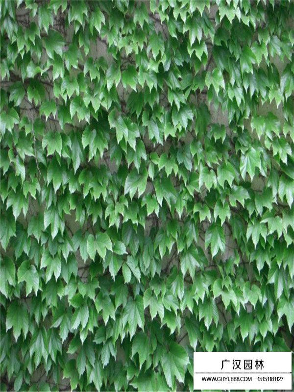 爬山虎的種植及養護方法(圖1)