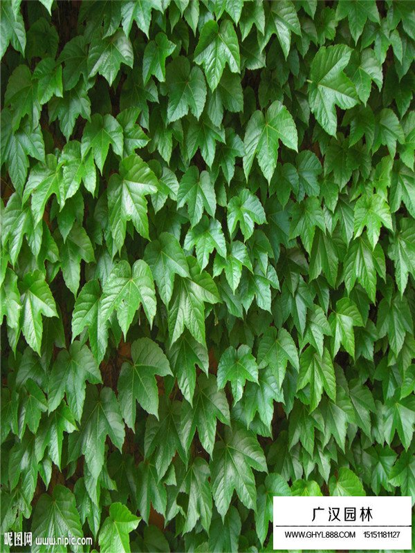 爬山虎的種植及養護方法(圖3)